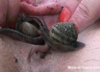 Babe and insects porn