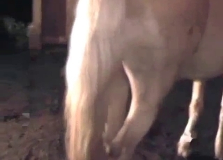Brown mustang fucked