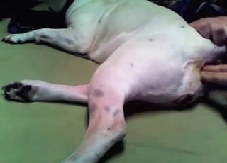 Anal stimulation for a doggy