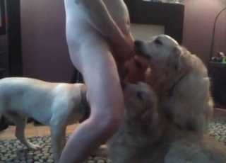 Two dogs are licking a wiener