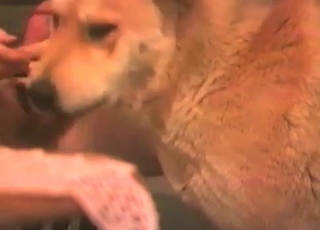 Brown pup sucking dick